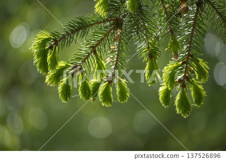 New bright green spruce tree needles unfurling in soft sunlight with bokeh background New bright green spruce tree needles unfurling in soft sunlight with bokeh background 137526896