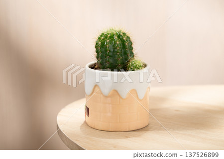Echinopsis calochlora cactus in a cute small ceramic pot on wooden table Echinopsis calochlora cactus in a cute small ceramic pot on wooden table 137526899