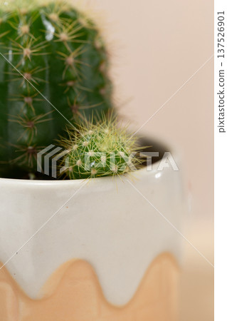 Echinopsis calochlora cactus pup growing beside mother plant in small ceramic pot Echinopsis calochlora cactus pup growing beside mother plant in small ceramic pot 137526901