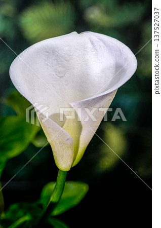 Elegant White Calla Lily Profile Against Lush Green Background 137527037