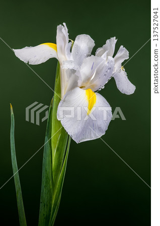 White Iris Blossom With Yellow Details On Dark Green Background White Iris Blossom With Yellow Details On Dark Green Background 137527041