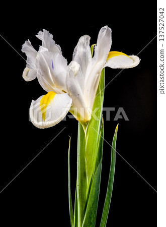 White Iris Blossom With Yellow Accents Isolated On Black Background White Iris Blossom With Yellow Accents Isolated On Black Background 137527042