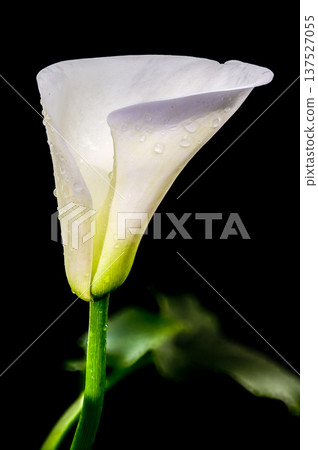 White Calla Lily Flower Isolated On Black 137527055