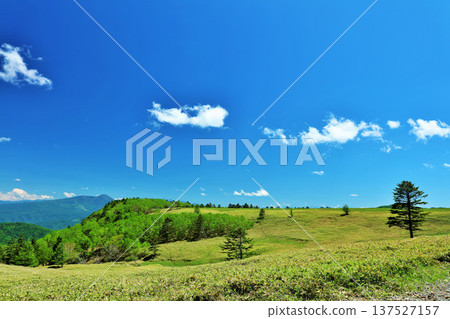 Nagano Prefecture, Utsukushigahara Plateau under the blue sky Nagano Prefecture, Utsukushigahara Plateau under the blue sky 137527157