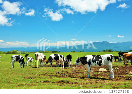 Nagano Prefecture, Utsukushigahara Plateau, blue sky farm scenery 137527158