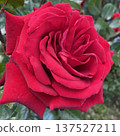 A red rose 137527211