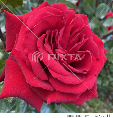 一朵紅玫瑰 137527211