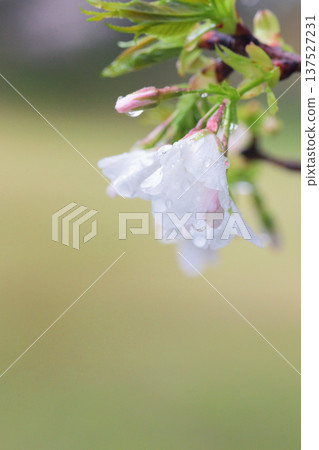 Cherry blossoms blooming drooping on a rainy day Cherry blossoms blooming drooping on a rainy day 137527231