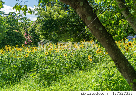 Sunflower field Sunflower field 137527335