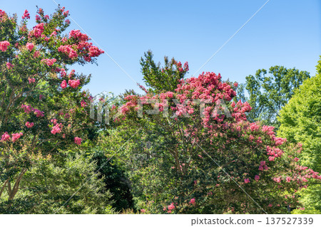 花卉猩紅色和藍天 137527339