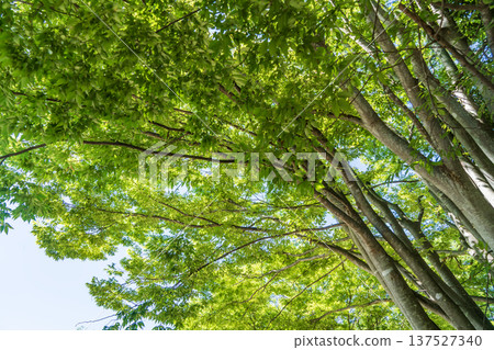 鮮活翠綠的櫸樹 137527340