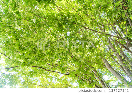 鮮活翠綠的櫸樹 137527341