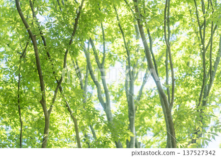 鮮活翠綠的櫸樹 137527342