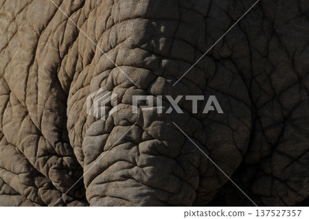 African elephant's tail (zoo) 137527357