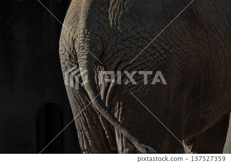 African elephant's tail (zoo) 137527359