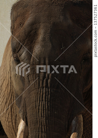 African elephant's face (zoo) African elephant's face (zoo) 137527361
