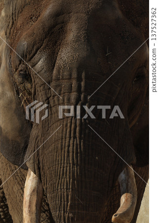 African elephant's face (zoo) African elephant's face (zoo) 137527362