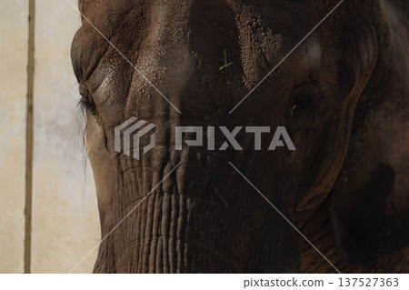 African elephant's face (zoo) African elephant's face (zoo) 137527363