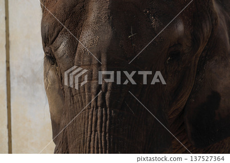 African elephant's face (zoo) African elephant's face (zoo) 137527364