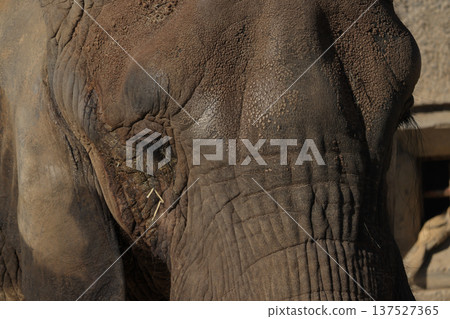 African elephant's face (zoo) African elephant's face (zoo) 137527365