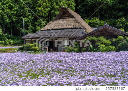 Kitayama Yuzen Chrysanthemum Village Yuzen Chrysanthemum Field Kitayama Yuzen Chrysanthemum Village Yuzen Chrysanthemum Field 137527367