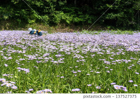Kitayama Yuzen Chrysanthemum Village Yuzen Chrysanthemum Field Harvest Festival Kitayama Yuzen Chrysanthemum Village Yuzen Chrysanthemum Field Harvest Festival 137527375