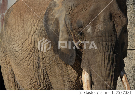 African elephant (zoo) 137527381