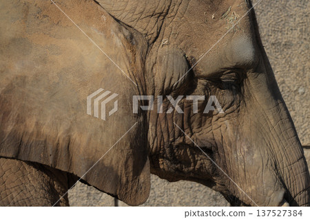 African elephant's face (zoo) 137527384
