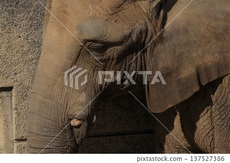African elephant's face (zoo) African elephant's face (zoo) 137527386