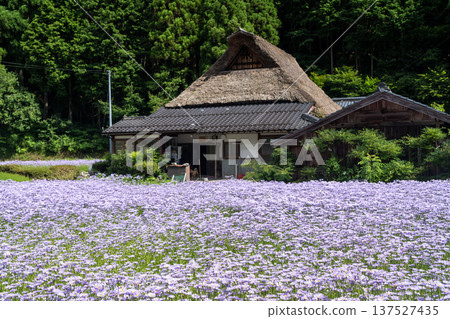 Kitayama Yuzen Chrysanthemum Village Yuzen Chrysanthemum Field Kitayama Yuzen Chrysanthemum Village Yuzen Chrysanthemum Field 137527435