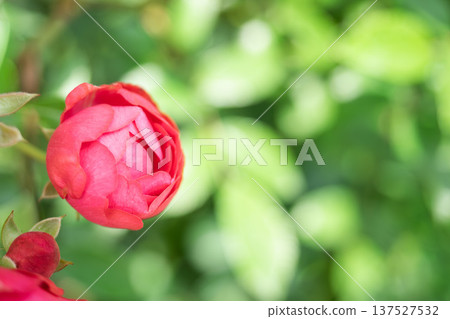 A red rose 137527532