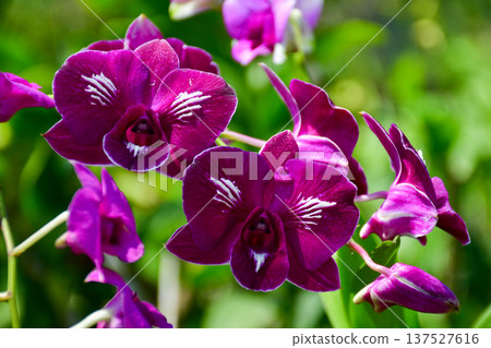 Stunning Purple Dendrobium Orchids with Unique White Vein Patterns Stunning Purple Dendrobium Orchids with Unique White Vein Patterns 137527616