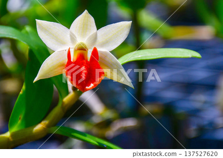 Exquisite Dendrobium Frosty Dawn Orchid with Vibrant Red Lip 137527620