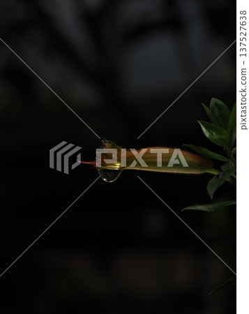 利用焦點堆疊技術拍攝的從黃色花朵上滴落的大水滴的微距照片 利用焦點堆疊技術拍攝的從黃色花朵上滴落的大水滴的微距照片 137527638