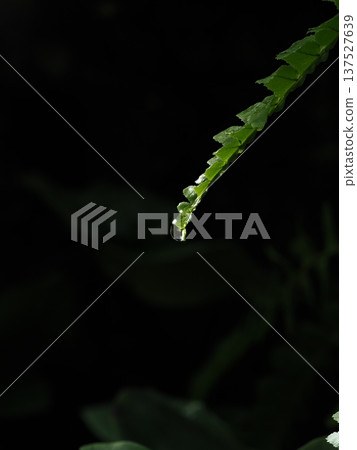 蕨類葉片尖端的一滴閃亮水珠，運用了景深構圖法來描繪。 137527639