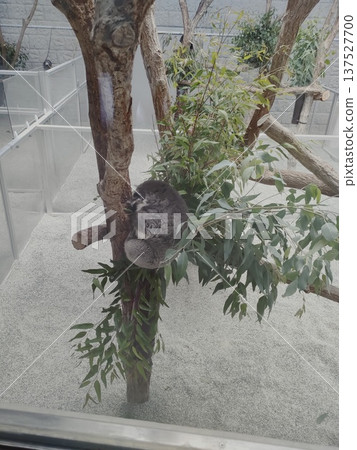 A koala climbing a tree A koala climbing a tree 137527700