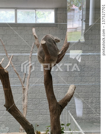 A koala climbing a tree A koala climbing a tree 137527701