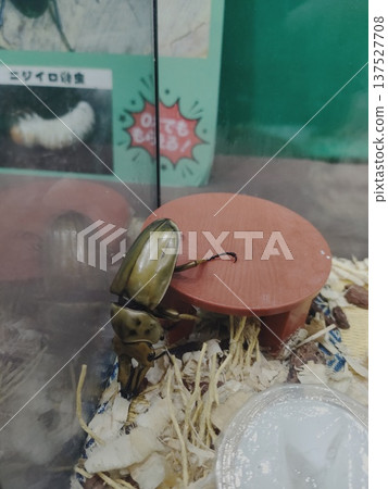 Golden Stag Beetle Golden Stag Beetle 137527708