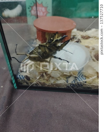 金鍬甲 137527710
