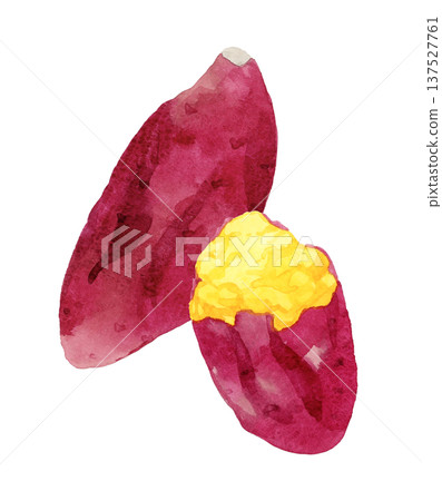 Hand-painted watercolor illustration of roasted sweet potato Hand-painted watercolor illustration of roasted sweet potato 137527761