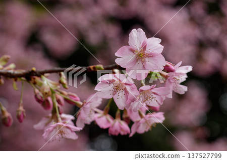 Pink Kawazu cherry blossoms Spring cherry blossom scenery Pink Kawazu cherry blossoms Spring cherry blossom scenery 137527799