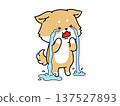 Shiba Inu with tears flowing 137527893
