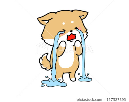 Shiba Inu with tears flowing Shiba Inu with tears flowing 137527893