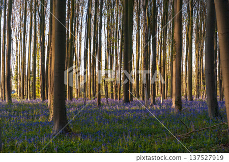 Sunrise illuminating bluebells Sunrise illuminating bluebells 137527919