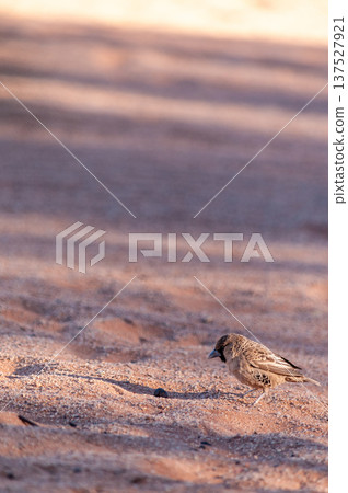 sociable weaver bird 137527921