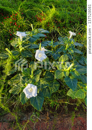 White Datura flowers blooming on an early autumn morning in September White Datura flowers blooming on an early autumn morning in September 137528081