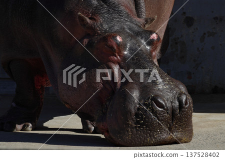 河馬的表情（動物園） 137528402