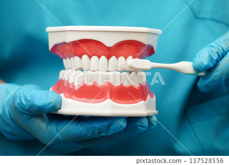 Asian dentist cleaning teeth of dental model with tooth brush for patient and studying about dentistry. Asian dentist cleaning teeth of dental model with tooth brush for patient and studying about dentistry. 137528556