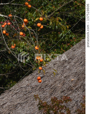 Rakukashisha - Persimmons by Kyorai Mukai Rakukashisha - Persimmons by Kyorai Mukai 137528606