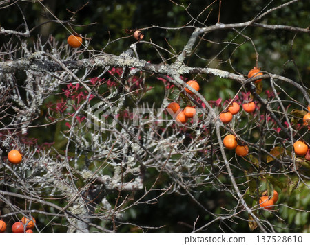 Rakukashisha - Persimmons by Kyorai Mukai Rakukashisha - Persimmons by Kyorai Mukai 137528610